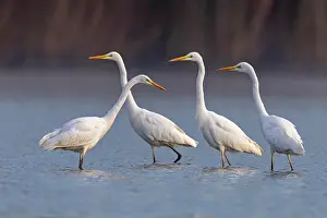 Ardea: Great egret (Ardea alba) Group foraging in shallow
