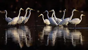 Biosphrenreservat: Great egret (Ardea alba) Group foraging, winter