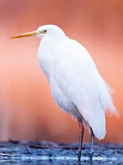 Ardea: Great egret (Ardea alba) in the lake at dawn. Slovakia