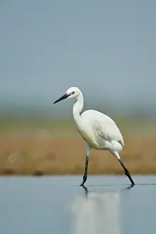 Ardea: Great egret (Ardea alba) in a little lake, hunting