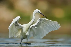 Ardea: Great egret (Ardea alba) in a little lake, hunting