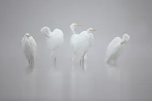 Albus: Great Egret (Ardea alba) in the mist. Wild Moselle