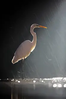 Silence: Great Egret (Ardea alba) in a rainstorm at nigh