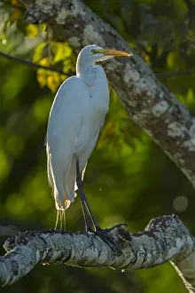 Claro: Great Egret (Ardea alba) Rio Claro Natural Reserve