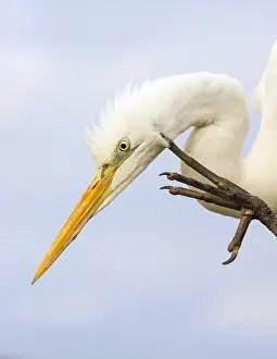 Scratching: Great Egret (Ardea alba) scratching, Hungary, B