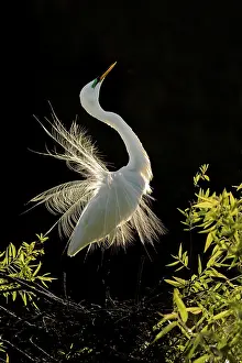 130222: Great Egret, Ardea alba. South Central Florida in March. USA