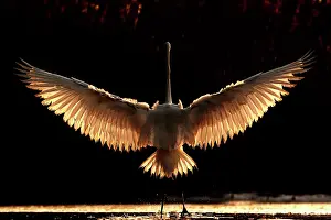 Albus: Great Egret with back backlight with wings open