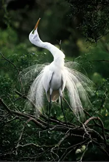 Egrets: GREAT EGRET - breeding display