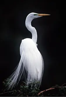 Egrets: GREAT EGRET - in breeding plumage
