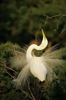 Trailing: Great Egret - in breeding plumage with long plumes