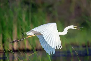 Flaps: Great Egret (Casmerodius albus) Adult in breeding