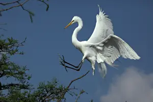 Population: Great Egret (Casmerodius albus) - In flight - Louisiana