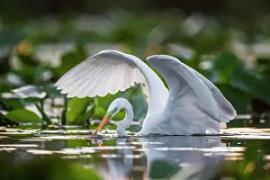 Albus: Great egret (Casmerodius albus) hunting, Middle