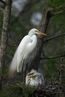 Population: Great Egret (Casmerodius albus) - With young on