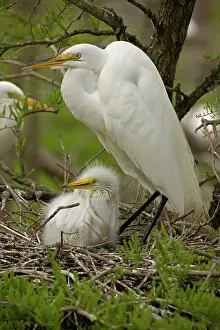 Size: Great Egret (Casmerodius albus) - With young on