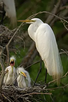Size: Great Egret (Casmerodius albus) - With young on