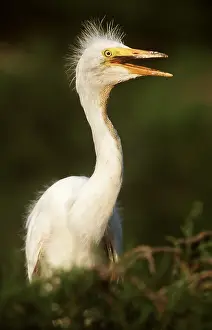 Egrets: GREAT EGRET CHICK - with mouth open