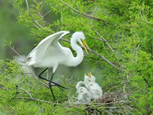 Egret: Great egret with chicks in nest, Smith Oaks Sanctuary