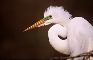 Folded: GREAT EGRET - close-up of head and neck folded up