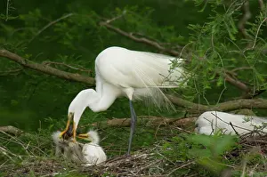 Regurgitating: Great Egret / Common Egret - adult feeding youg
