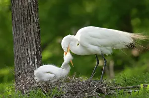 Regurgitating: Great Egret / Common Egret - At nest feeding young