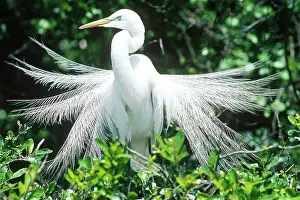 Ding: Great Egret displaying breeding plumage