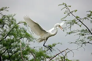 Distinguished: Great Egret - Distinguished from most other white herons by