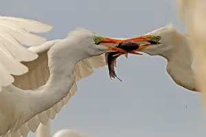 Specific: Great Egret ( Egretta alba ) fighting for a fish