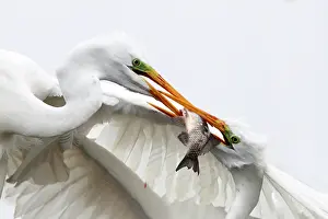 Albus: Great Egret ( Egretta alba ) fighting for a fish