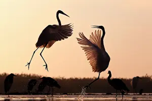 Albus: Great Egret ( Egretta alba ) fighting and Grey heron