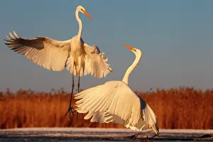Specific: Great Egret ( Egretta alba ) fighting on ground