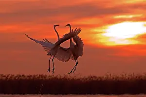Albus: Great Egret ( Egretta alba ) fighting on a pond