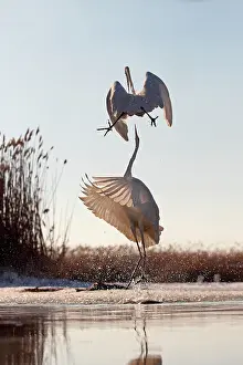Albus: Great Egret ( Egretta alba ) fighting on a pond