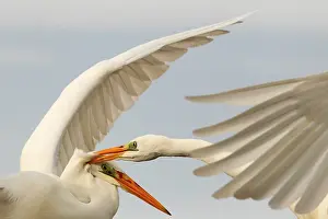 Specific: Great Egret ( Egretta alba ) fighting in winter