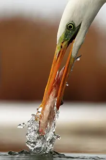Casmerodius: Great Egret ( Egretta alba) with one fish, Hungary