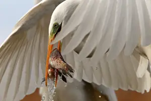 Casmerodius: Great Egret ( Egretta alba) with two fishes, Hungary