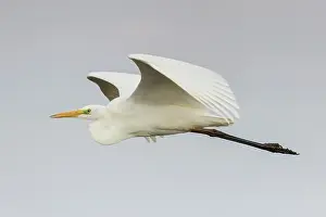 Casmerodius: Great Egret (Egretta alba) in flight