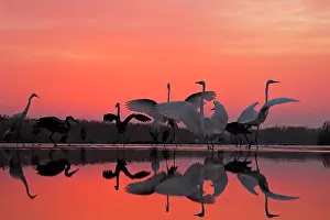 Albus: Great Egret ( Egretta alba) and Grey Heron (Ardea