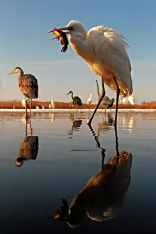 Casmerodius: Great Egret ( Egretta alba) having caught a fish