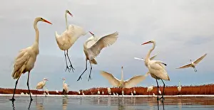 Albus: Great Egret ( Egretta alba ) on a pond in winter