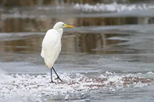 Alba: Great egret (Egretta alba) (Syn.: Casmerodius albus)
