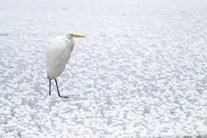 Alba: Great egret (Egretta alba) (Syn.: Casmerodius albus)