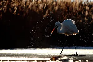 Casmerodius: Great Egret ( Egretta alba ) and water drops against