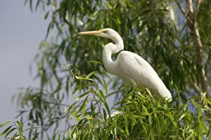 Eucalypt: Great Egret - in a eucalypt tree along the Manning River