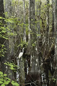 Biome: Great Egret in the Everglades