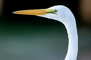 Everglades: Great egret in Everglades National Park