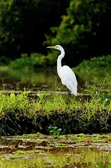 Oxbow: Great Egret feeds on fish in an oxbow lake in Kinabatangan