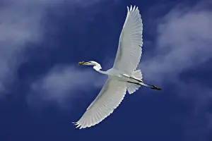 Sanibel: Great Egret in Flight
