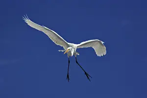 Sanibel: Great Egret in Flight