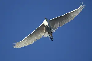 Albus: Great Egret in flight